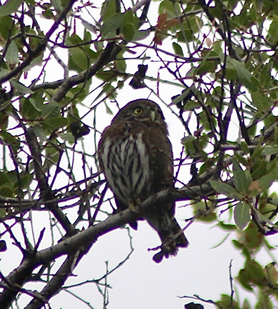 Northern Pygmy-Owl - ML643459232