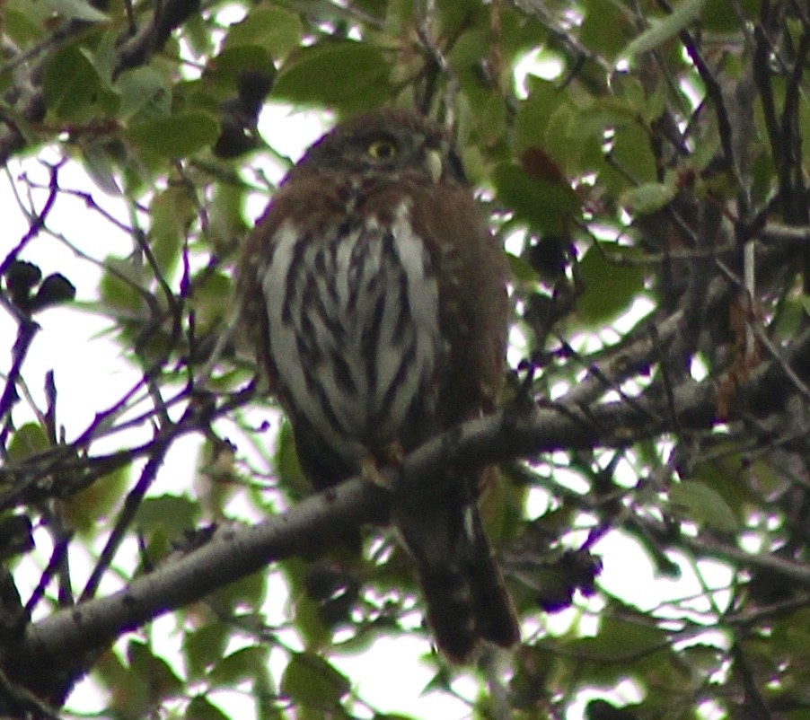 Northern Pygmy-Owl - ML643459233