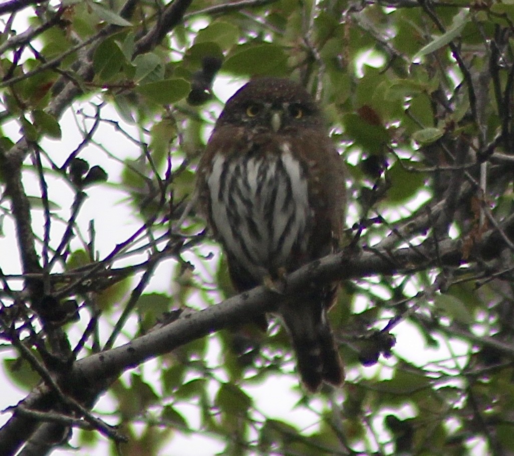 Northern Pygmy-Owl - ML643459234