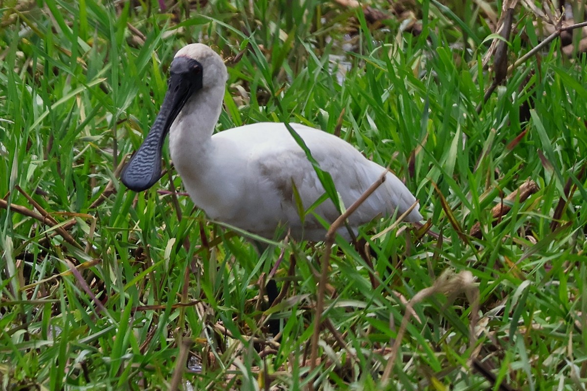 Royal Spoonbill - ML643459235