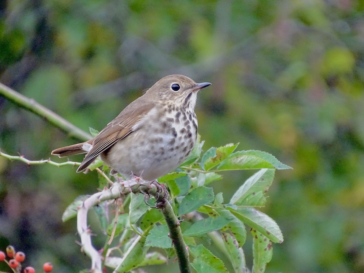 Hermit Thrush - ML643459238