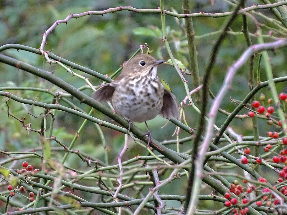 Hermit Thrush - ML643459239