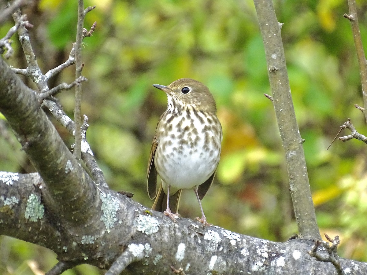 Hermit Thrush - ML643459240