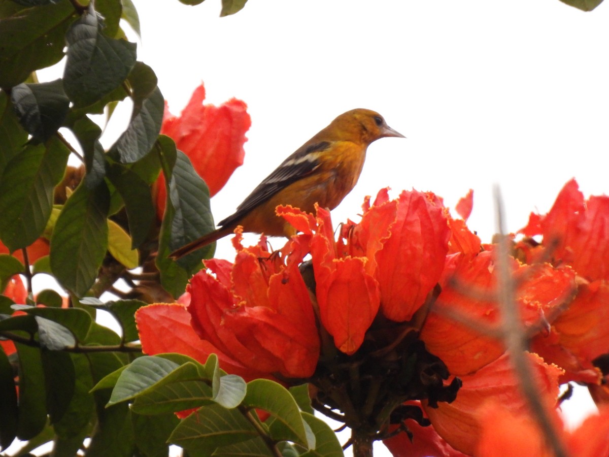Baltimore Oriole - ML643459252