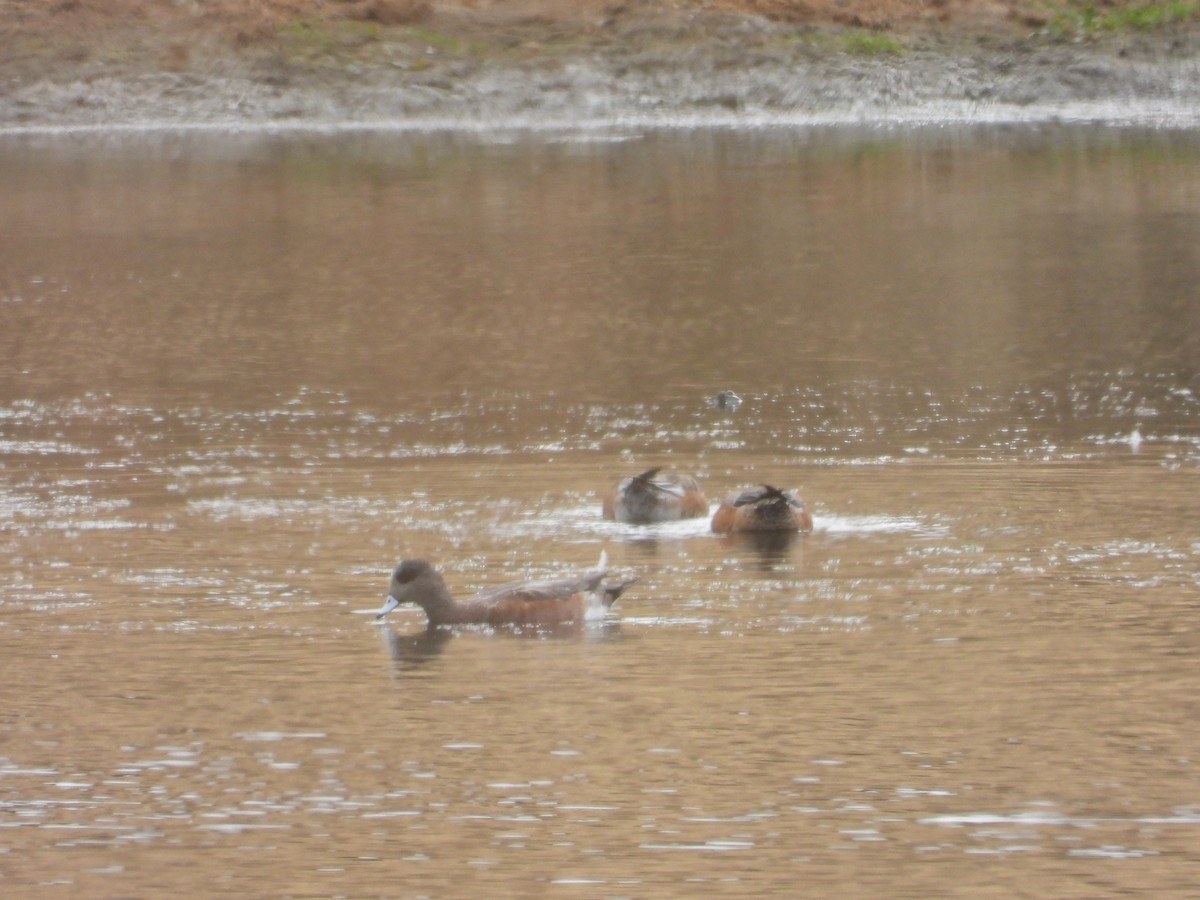 Canard d'Amérique - ML643459253