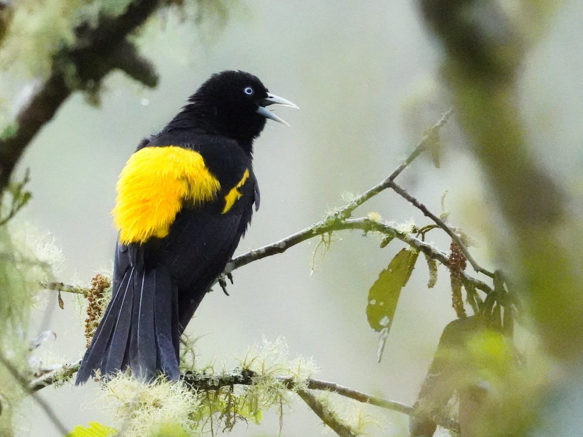 Mountain Cacique - ML643459254