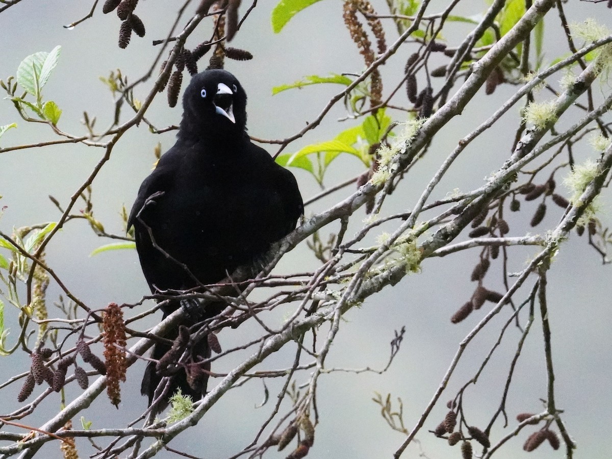 Mountain Cacique - ML643459255