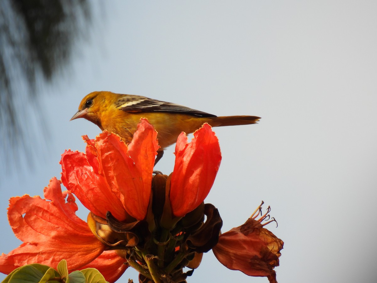 Baltimore Oriole - ML643459259