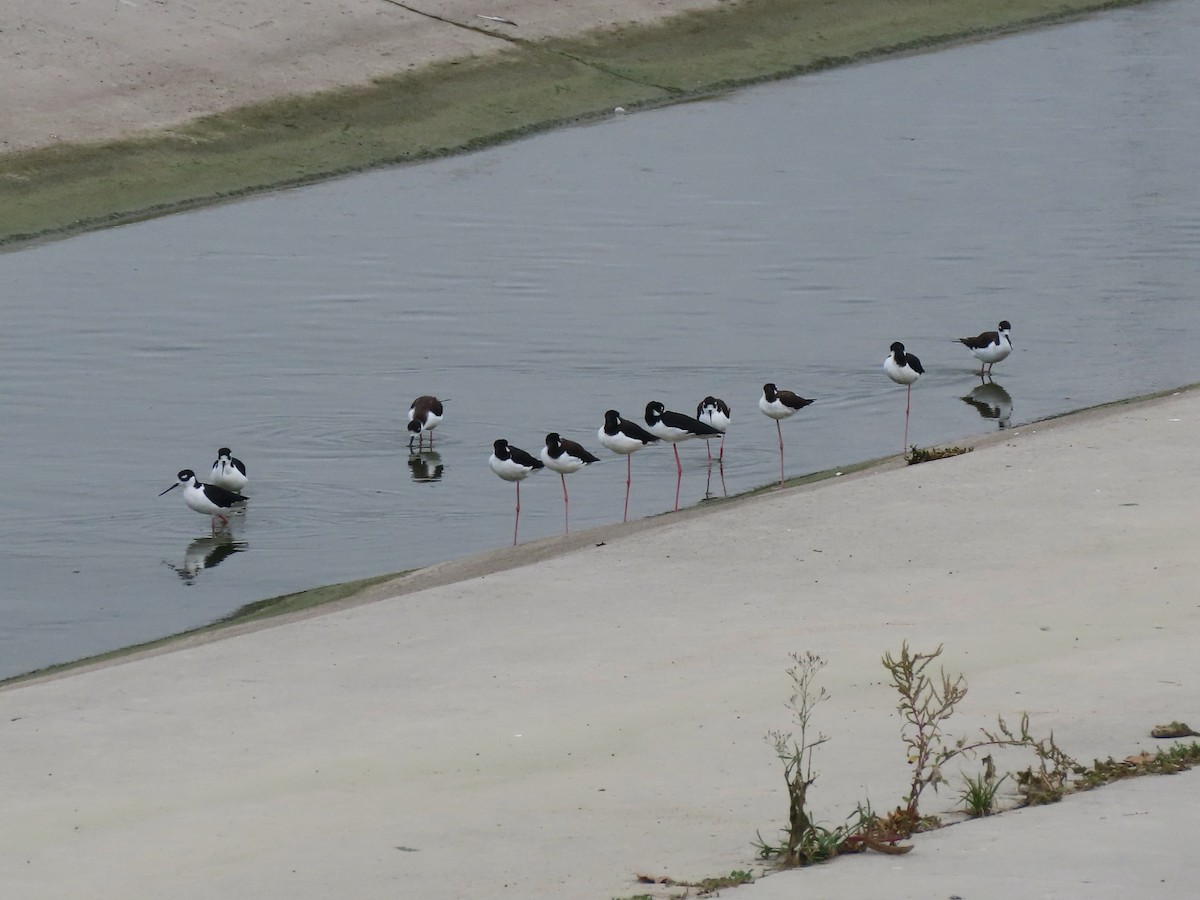 Black-necked Stilt - ML643459267