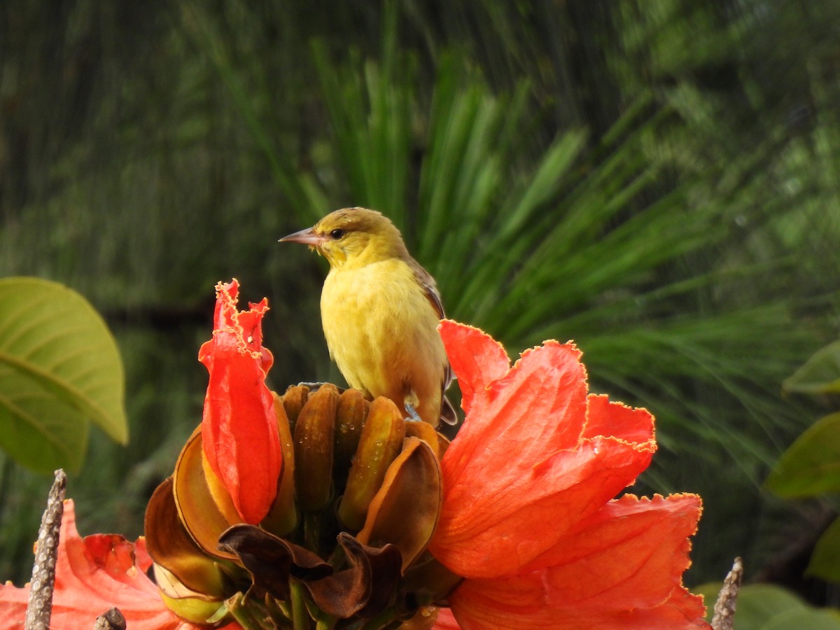 Baltimore Oriole - ML643459268