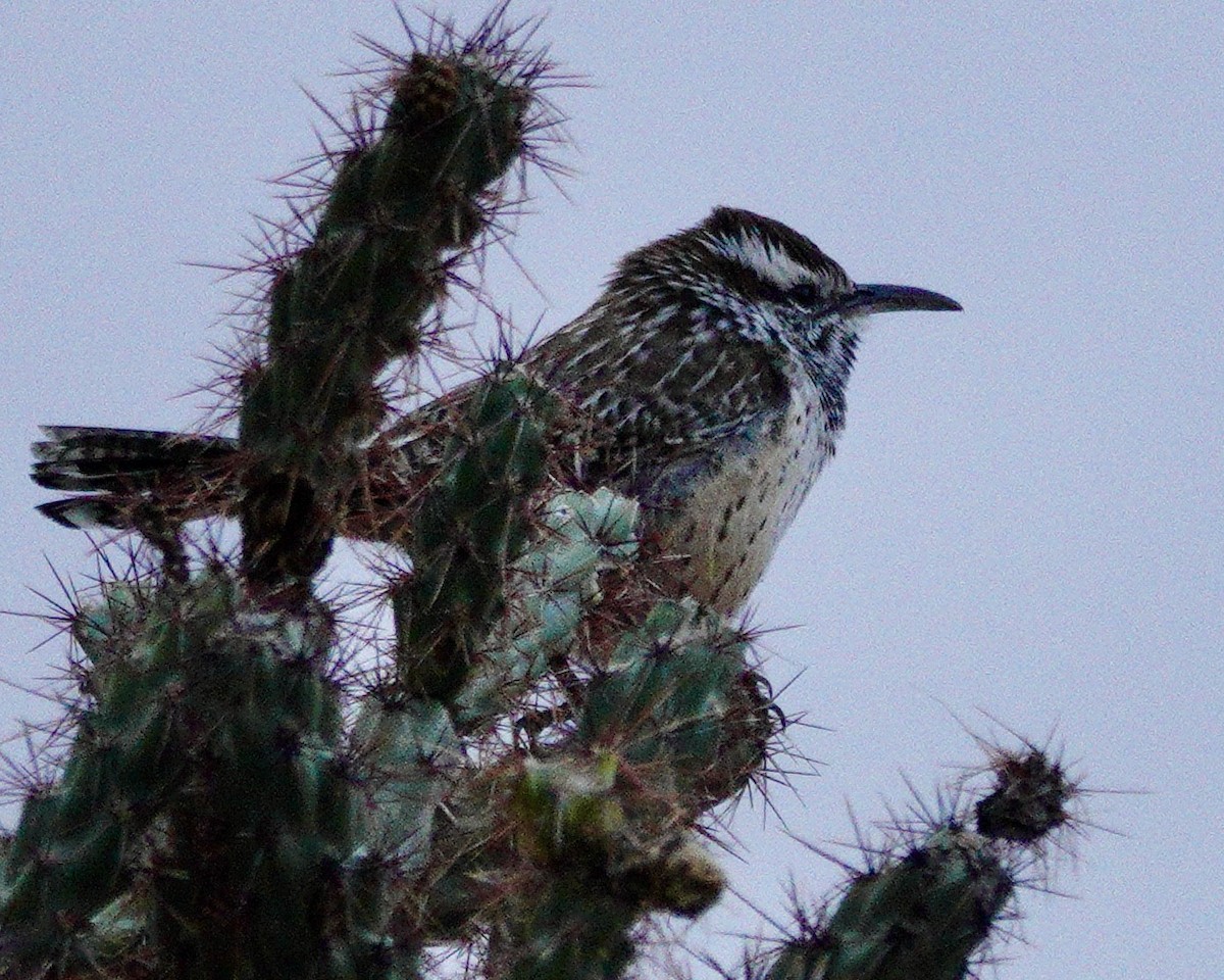 Cactus Wren - ML643459269