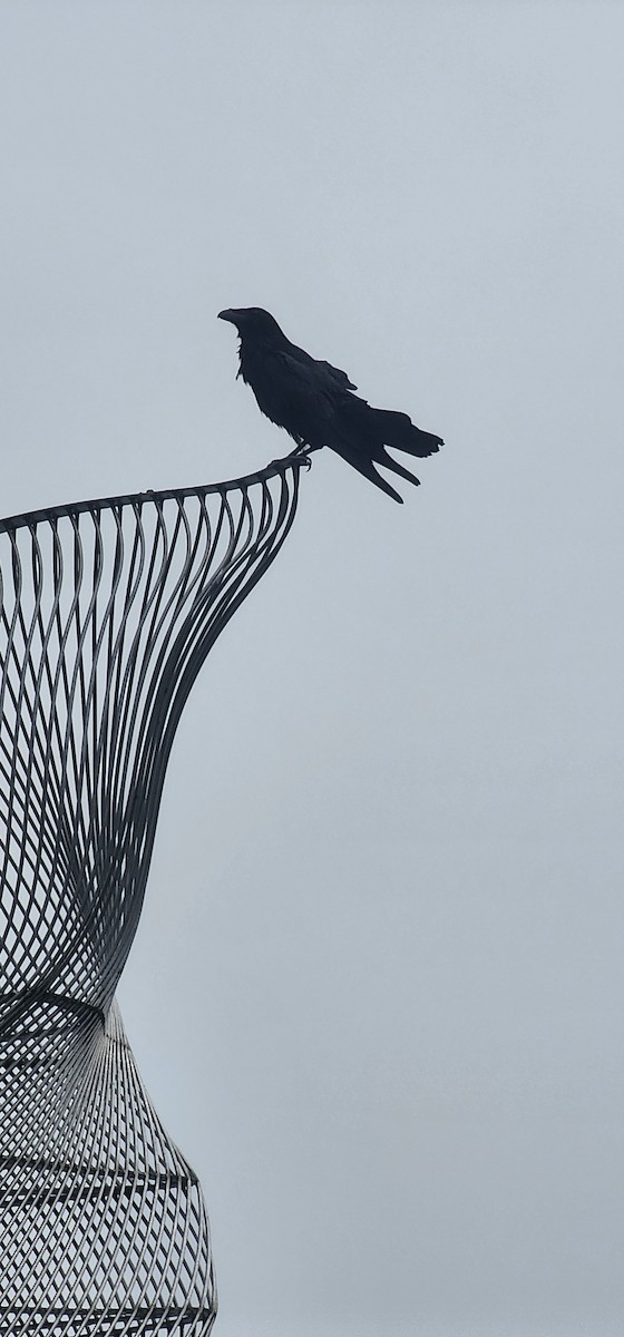 Common Raven - ML643459274
