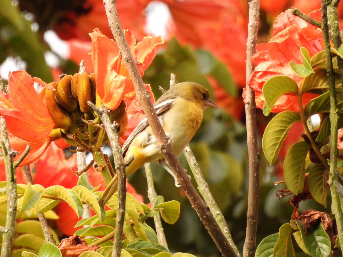 Baltimore Oriole - ML643459284