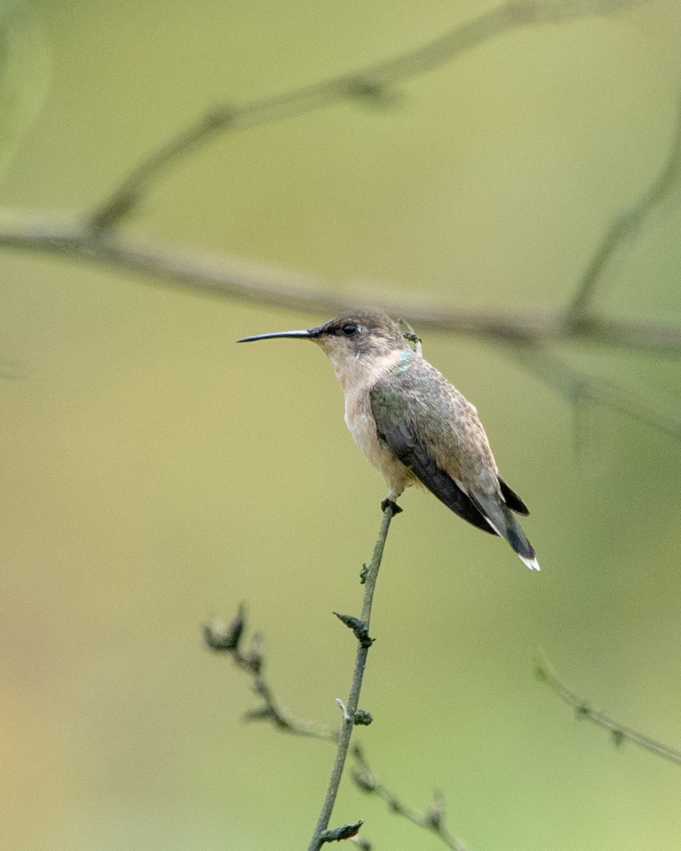 Peruvian Sheartail - ML643459286