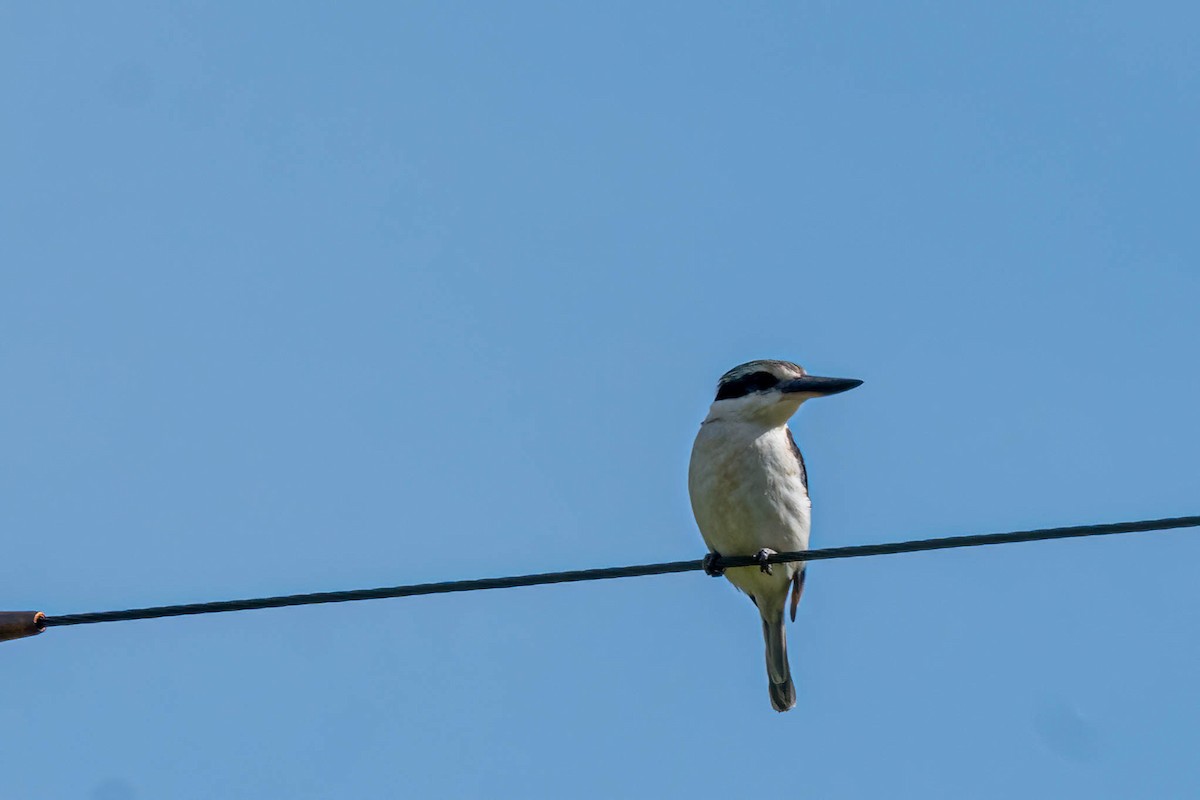 Red-backed Kingfisher - ML643459287