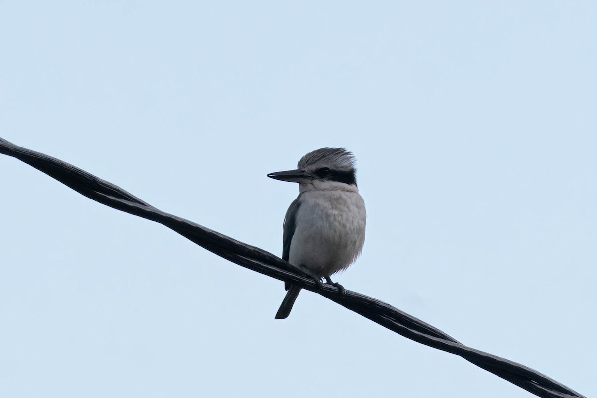 Red-backed Kingfisher - ML643459288