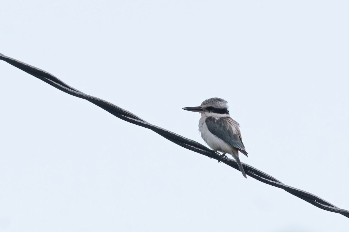 Red-backed Kingfisher - ML643459289
