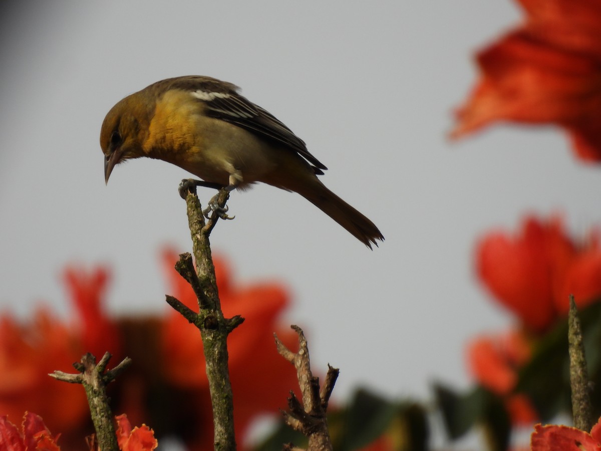 Baltimore Oriole - ML643459296