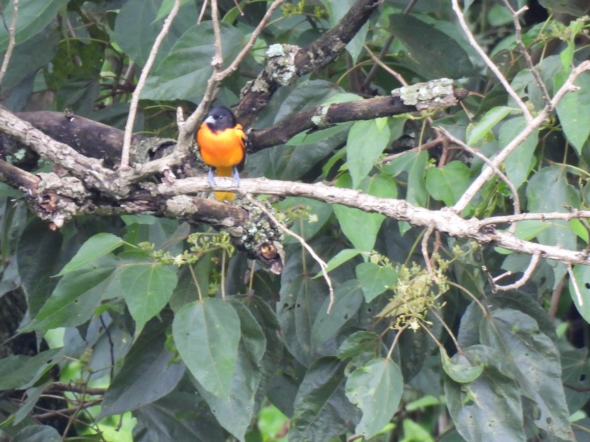 Baltimore Oriole - ML643459309