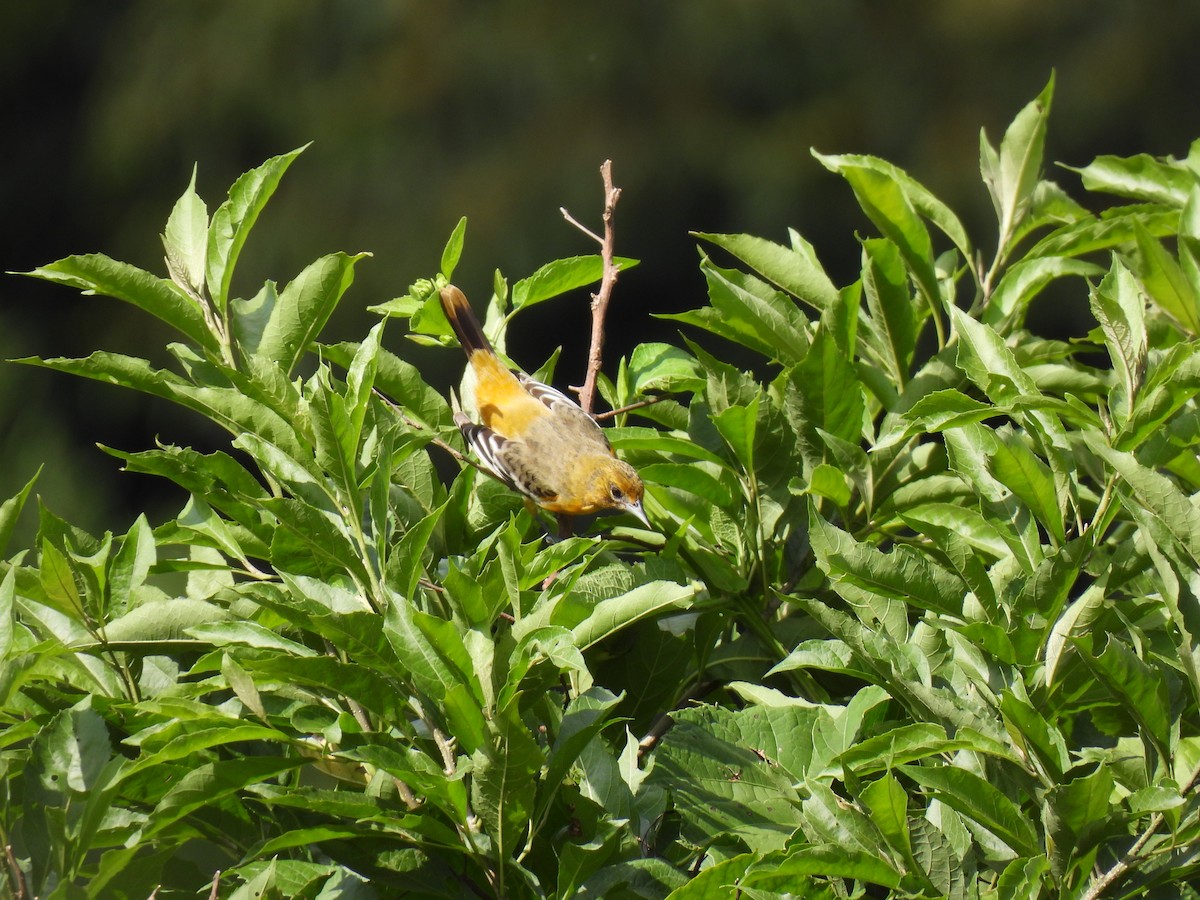 Baltimore Oriole - ML643459321