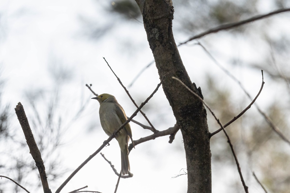 White-plumed Honeyeater - ML643459330