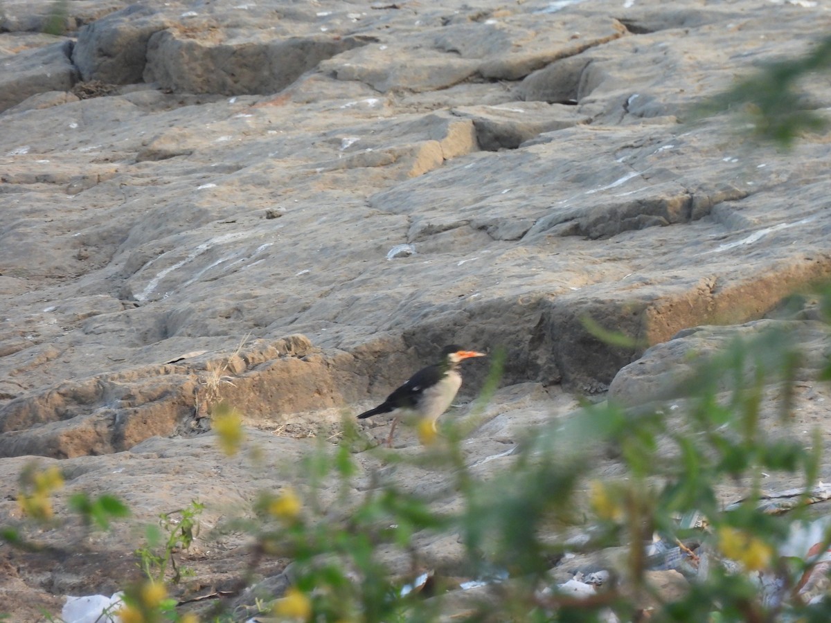 Indian Pied Starling - ML643459344