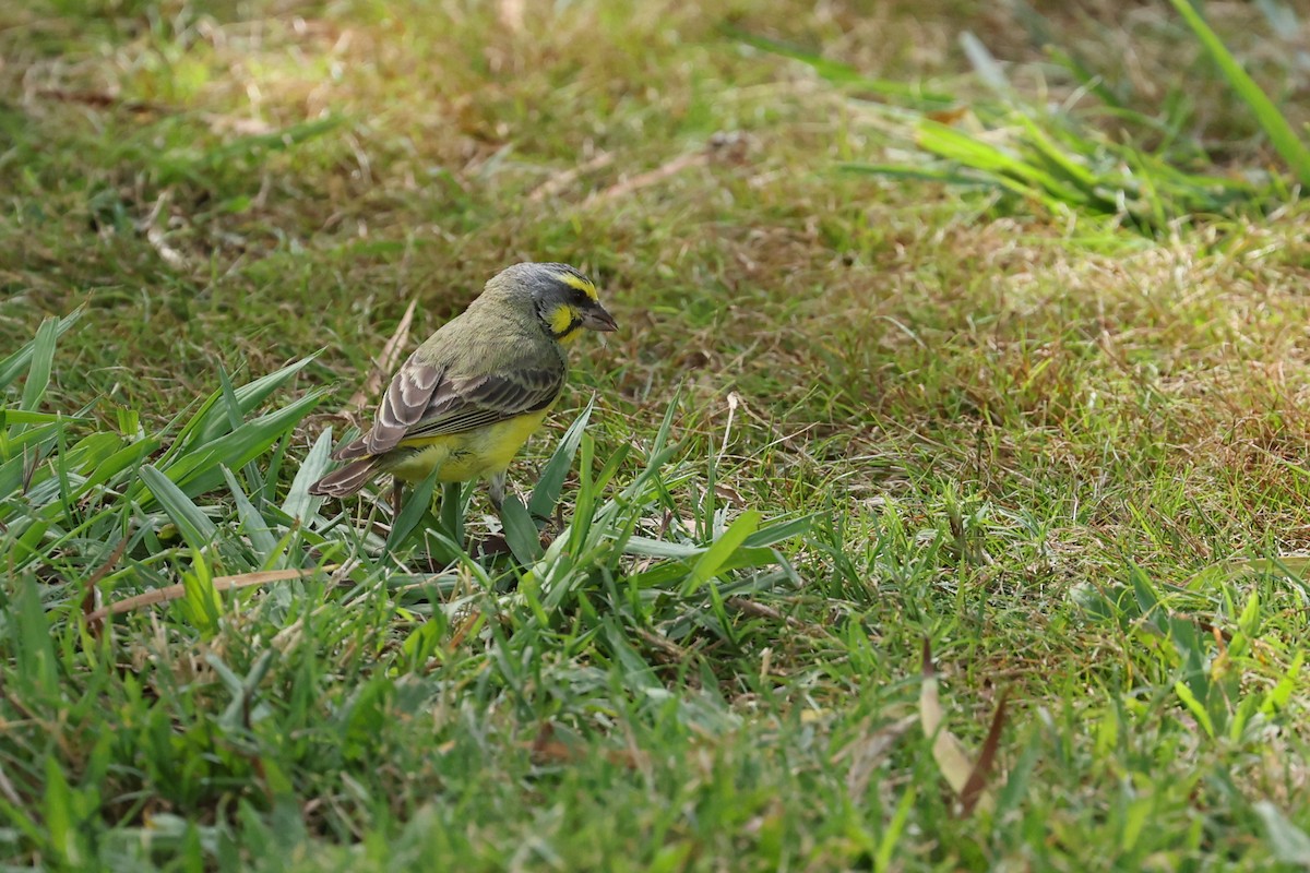 zvonohlík žlutočelý - ML643459346