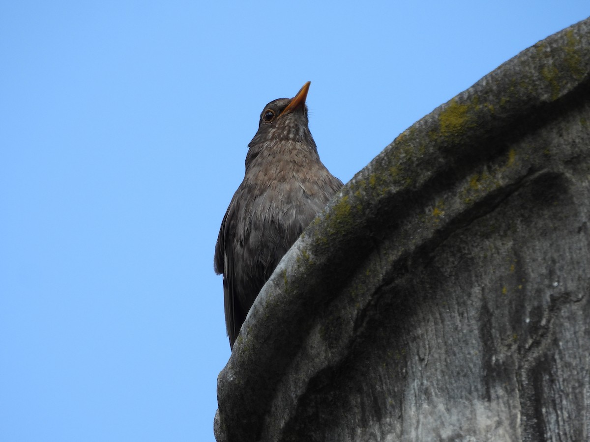 Eurasian Blackbird - ML643459369