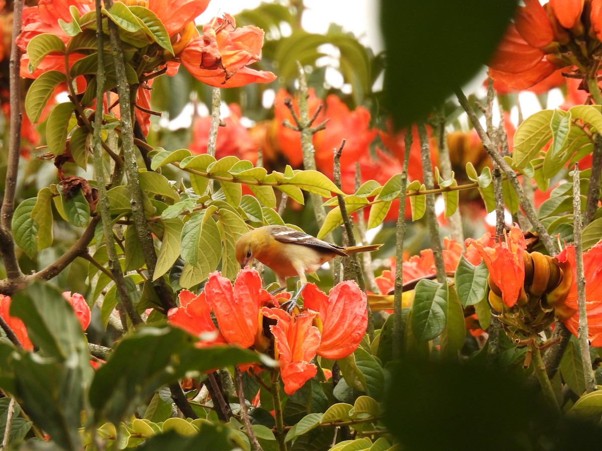 Baltimore Oriole - ML643459377