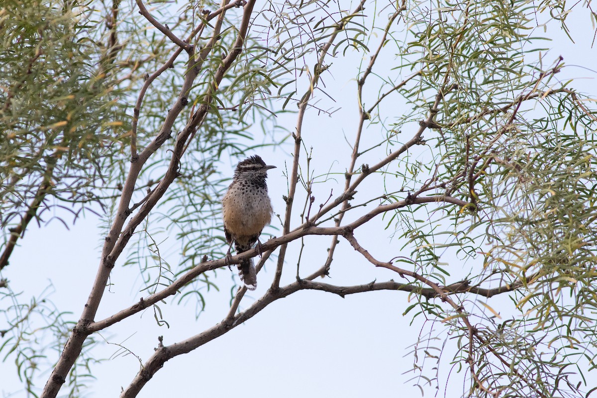 Cactus Wren - ML643459378