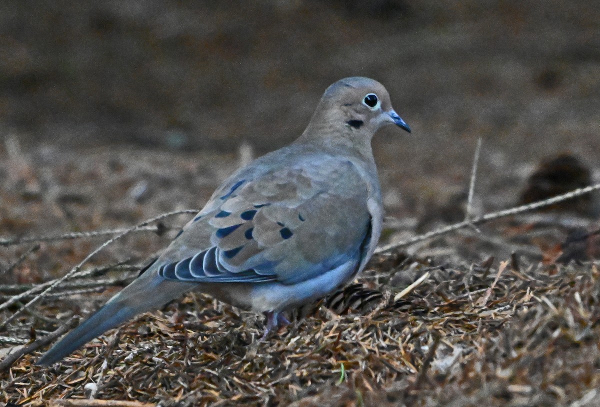 sørgedue - ML643459380