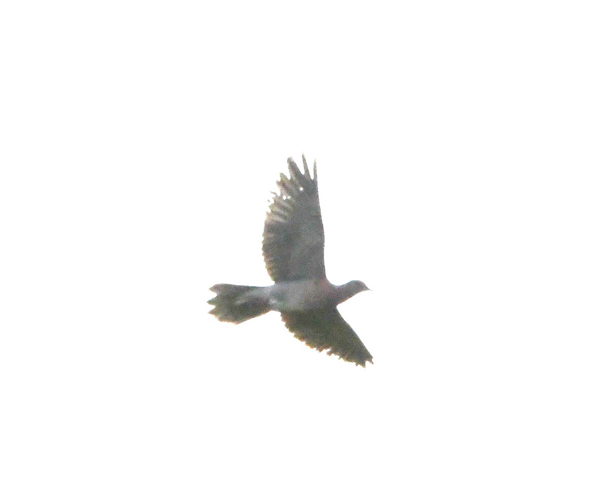 Pale-vented Pigeon - ML643459386