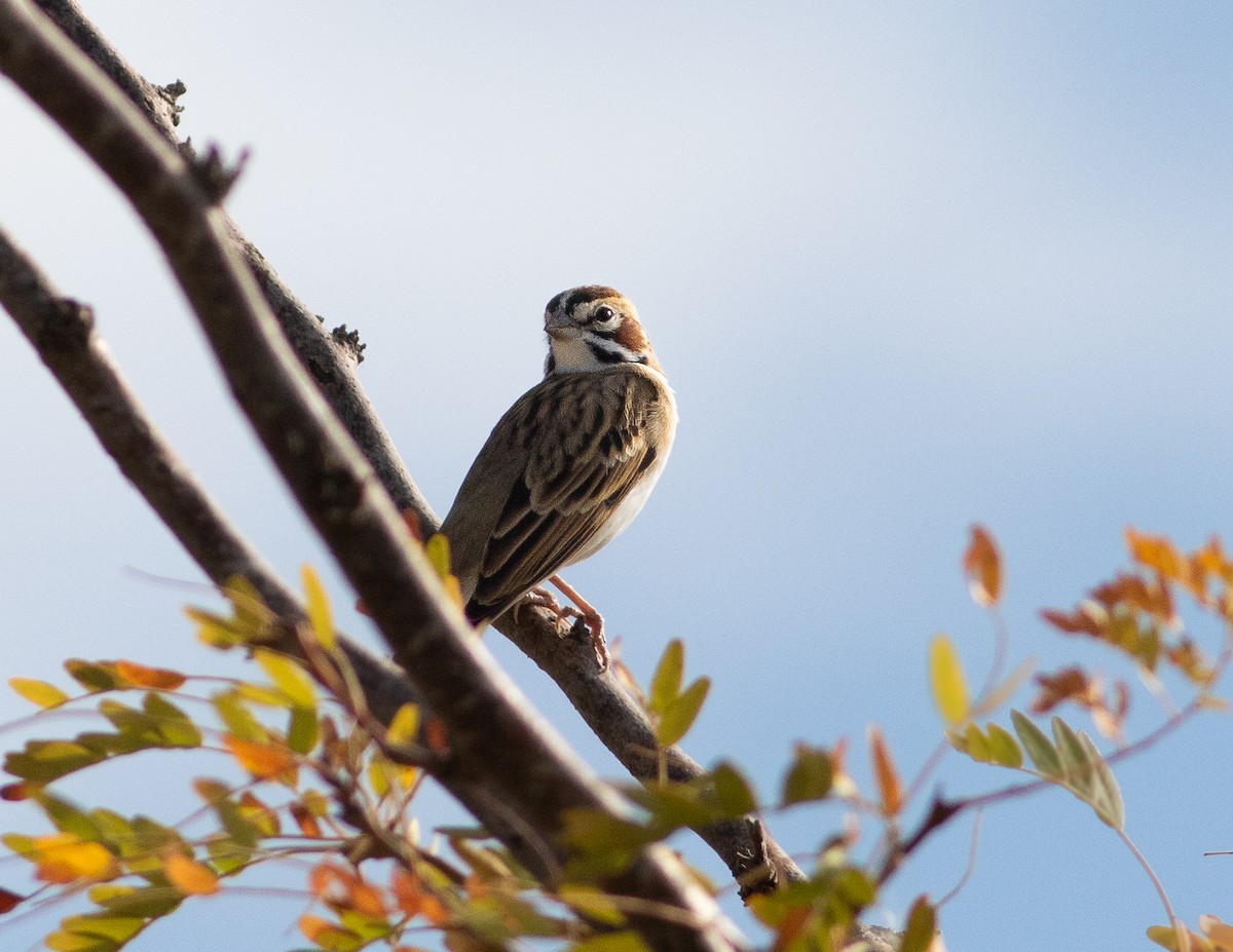 Lark Sparrow - ML643459389