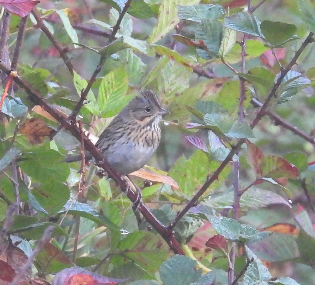Lincoln's Sparrow - ML643459408