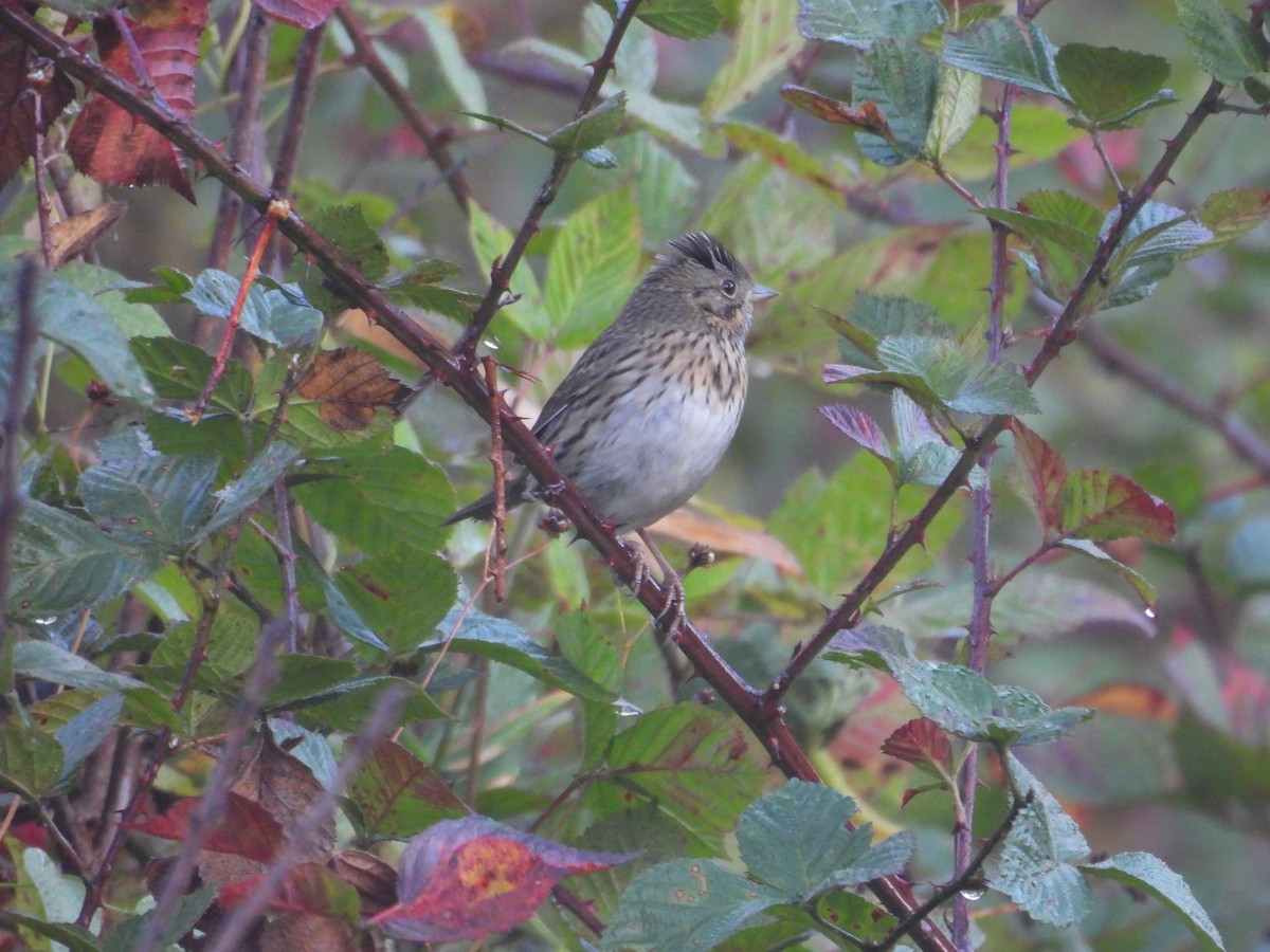 Lincoln's Sparrow - ML643459409