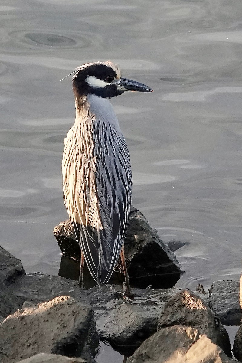 Yellow-crowned Night Heron - ML643459410