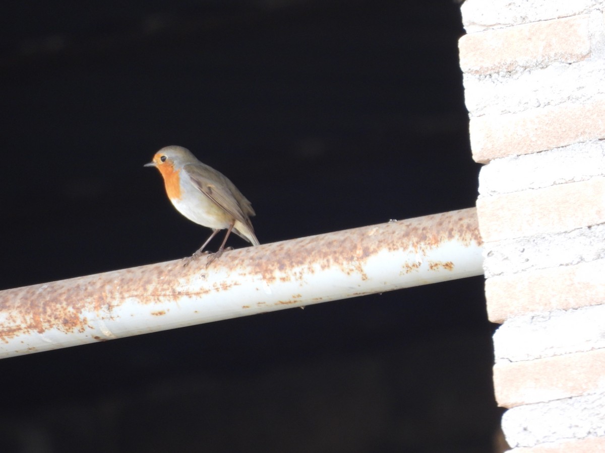 European Robin - ML643459416