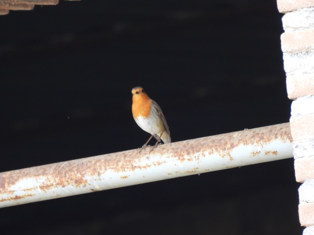 European Robin - ML643459417