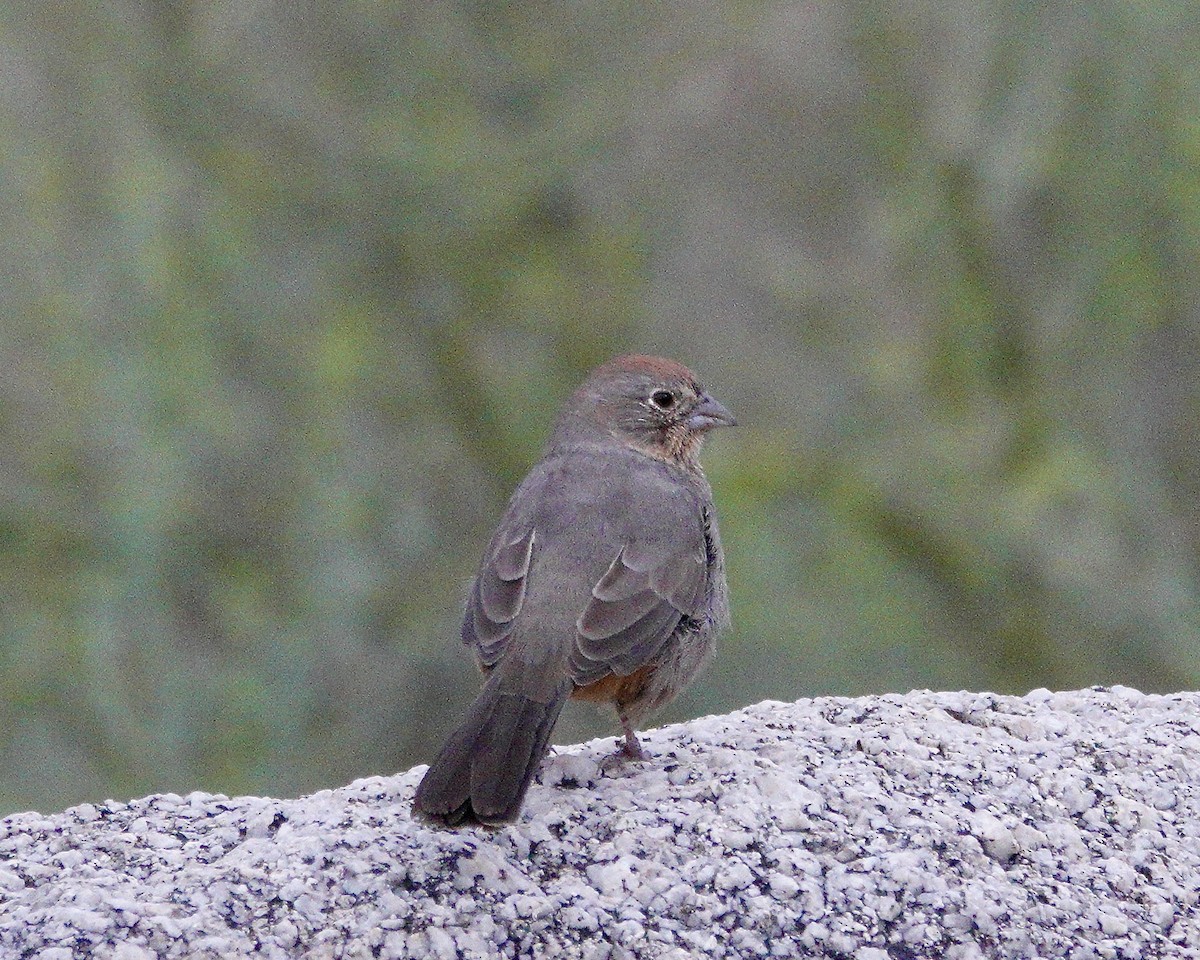 Canyon Towhee - ML643459432