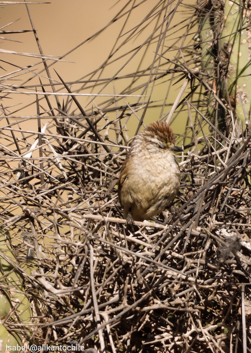 Plain-mantled Tit-Spinetail (aegithaloides) - ML643459453