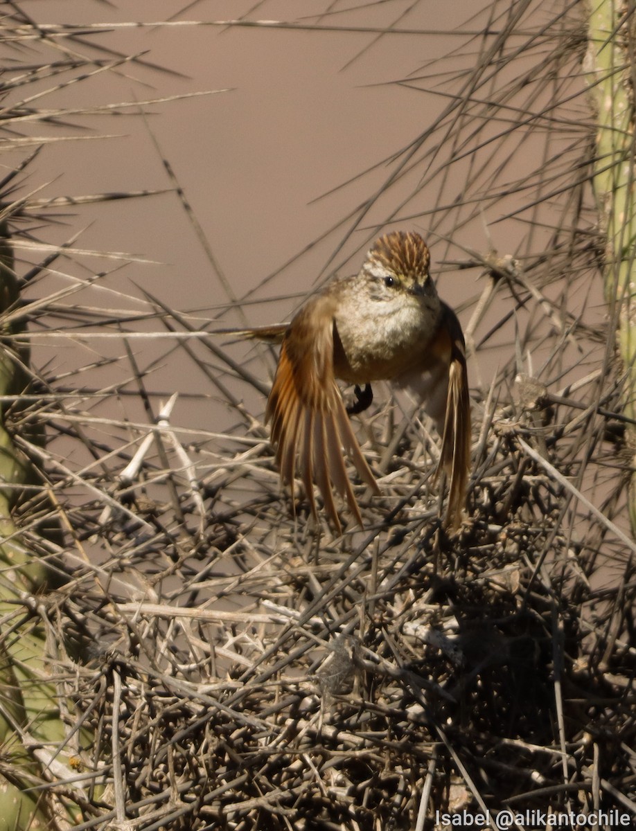 Plain-mantled Tit-Spinetail (aegithaloides) - ML643459454