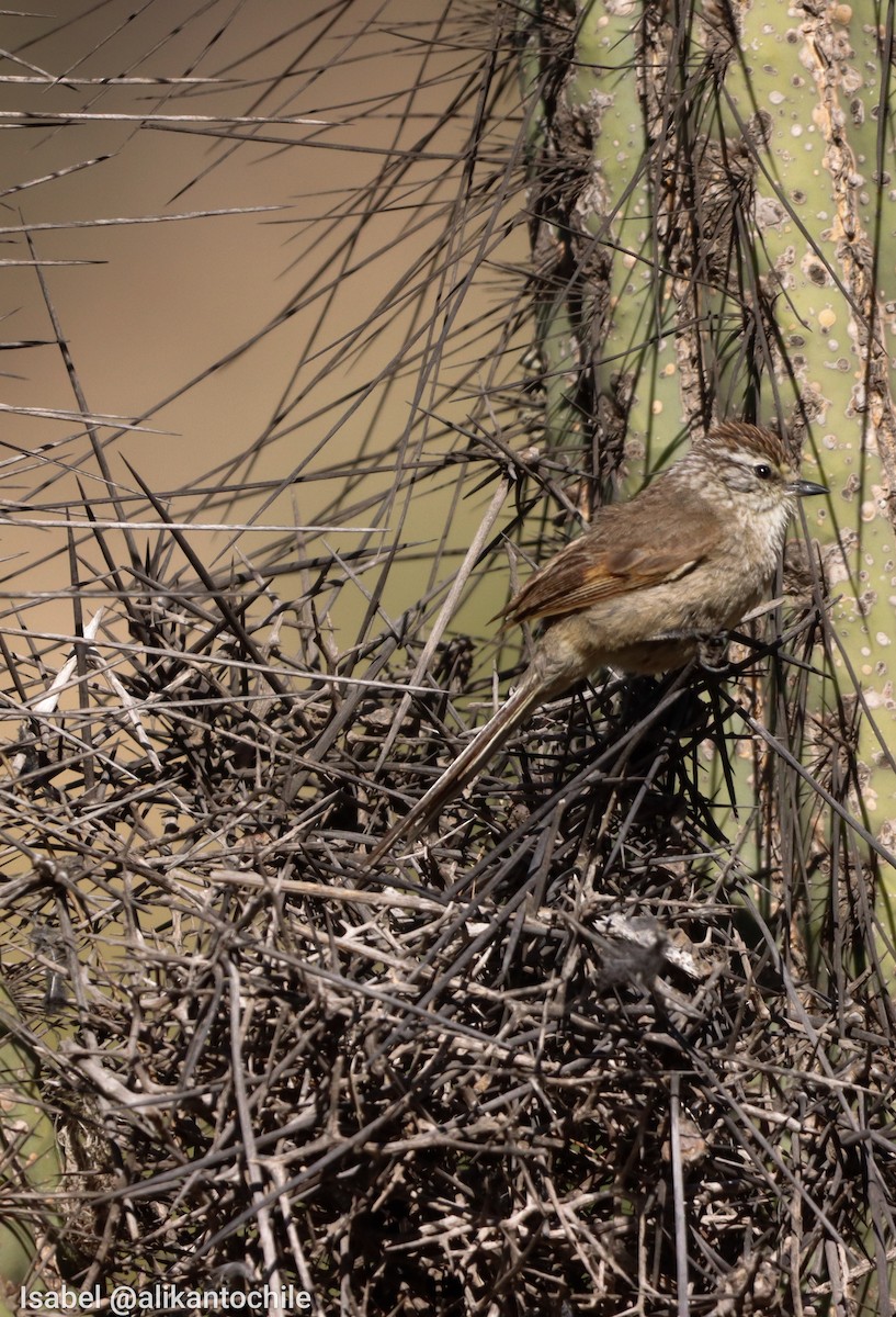 Plain-mantled Tit-Spinetail (aegithaloides) - ML643459455
