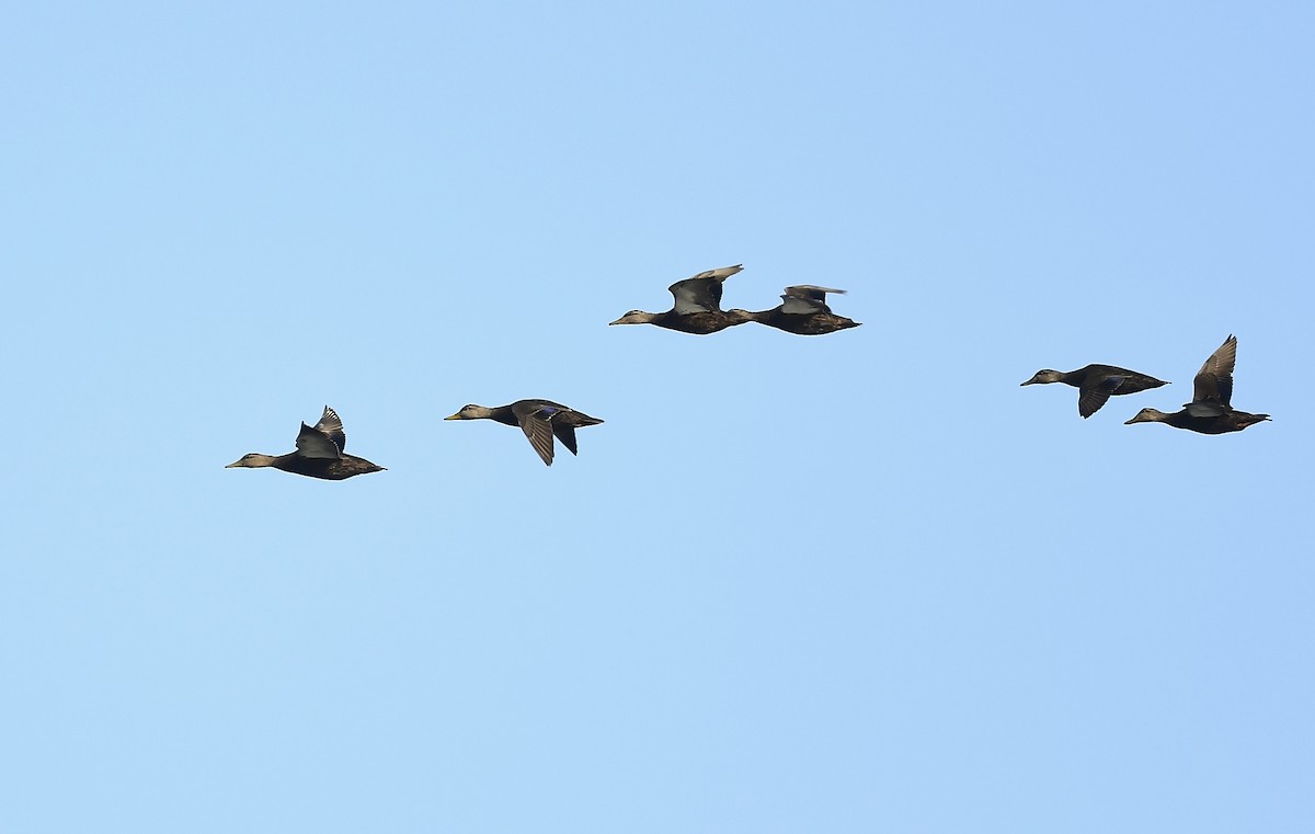 American Black Duck - ML643459458