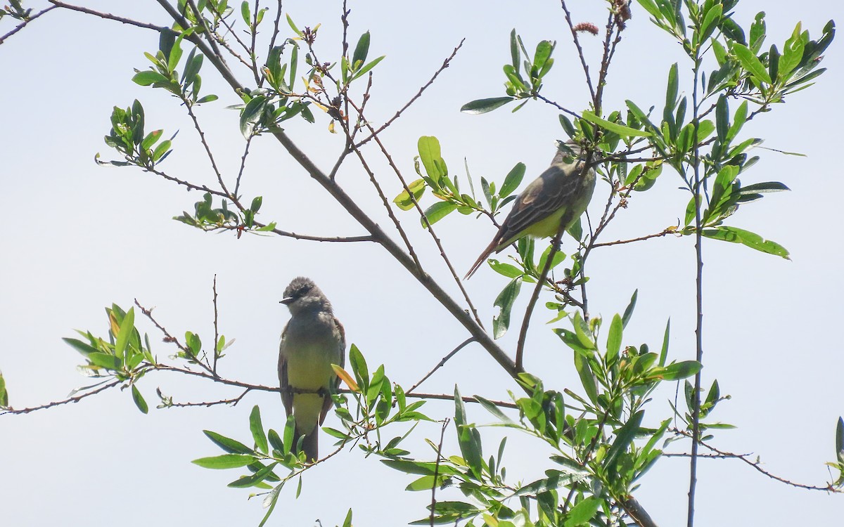 Cassin's Kingbird - ML643459467