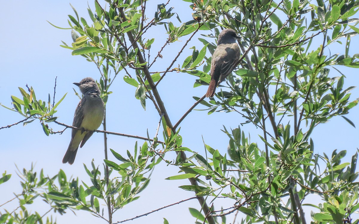 Cassin's Kingbird - ML643459471
