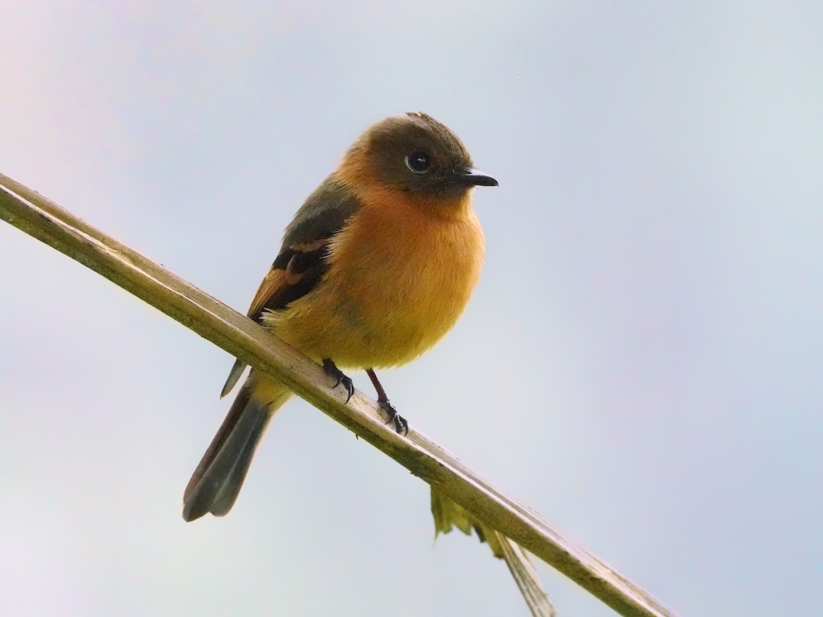 Cinnamon Flycatcher - ML643459479