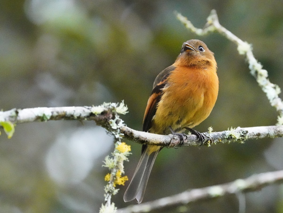 Cinnamon Flycatcher - ML643459480