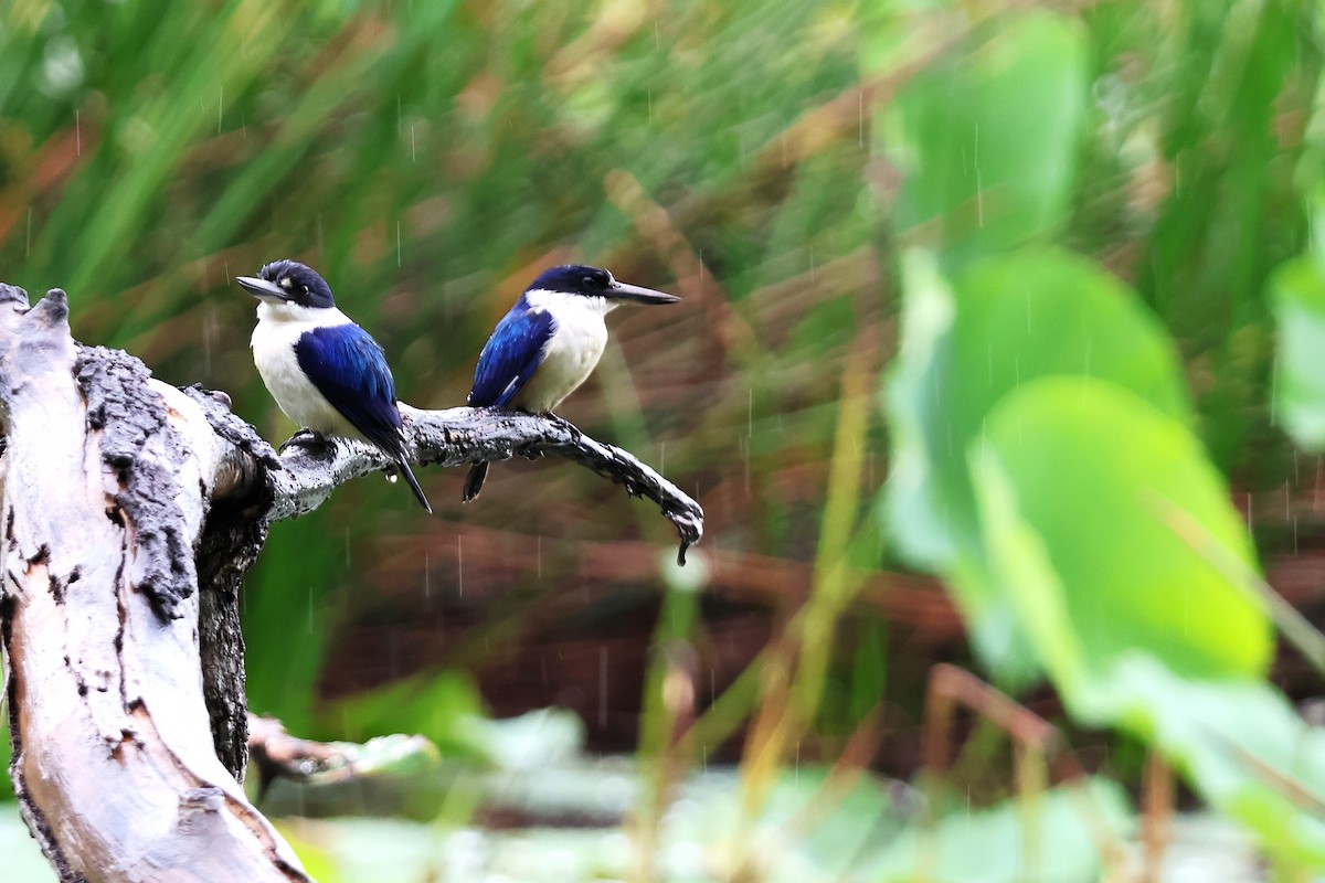 Forest Kingfisher - ML643459498
