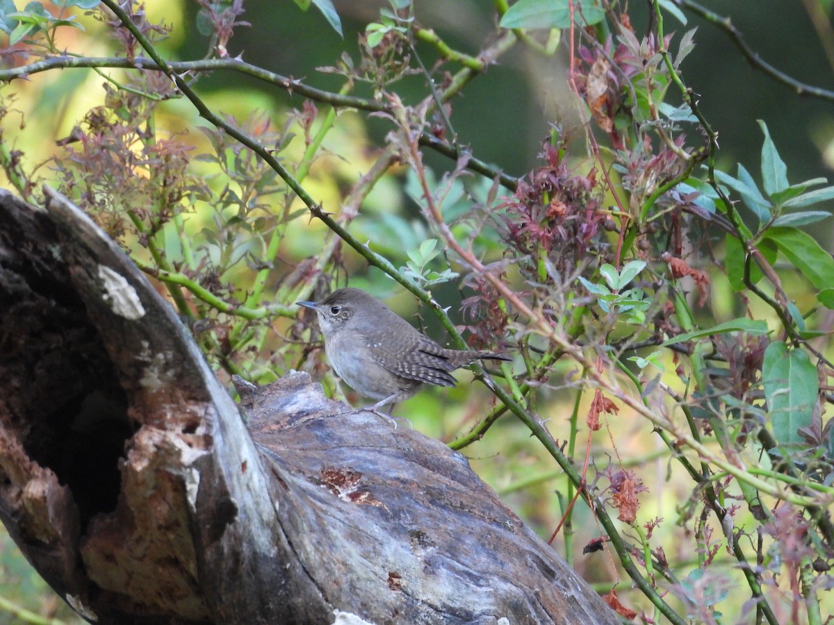Northern House Wren - ML643459500