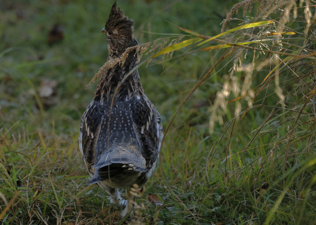 Ruffed Grouse - ML643459502